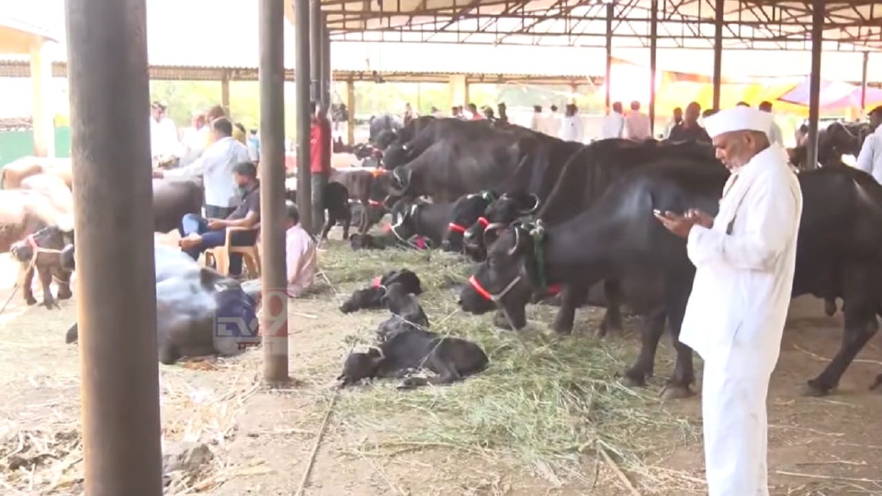 महाराष्ट्रातील दुष्काळामुळे जनावरांच्या किमती घसरल्या, शेतकरी हवालदिल, नुकसानाचा करावा लागतोय सामना
