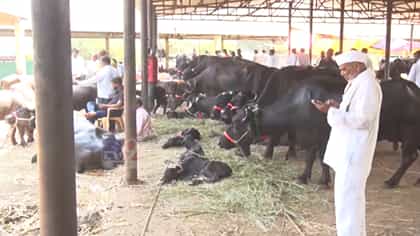 महाराष्ट्रातील दुष्काळामुळे जनावरांच्या किमती घसरल्या, शेतकरी हवालदिल.