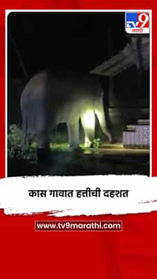 कास गावात हत्तीची दहशत-1777725