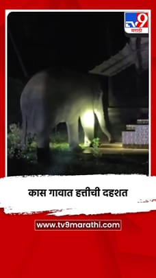 कास गावात हत्तीची दहशत