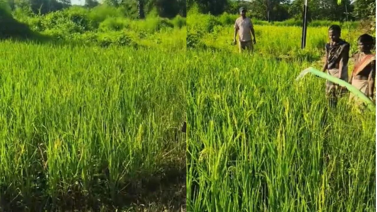 काही ठिकाणी पाणीसाठा उपलब्ध असलेल्या भागातून पेट्रोल आणि डिझेलवर चालणाऱ्या पंपांच्या मदतीने पाणी शेतीपर्यंत पोहोचवून पीक वाचवण्याची धडपड सुरू आहे.