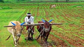 Farming Tips : प्रत्येक सीजनमध्ये या चार भाज्या लावा मजबूत कमाई करा, कमी खर्चापासून विक्रीपर्यंत सर्व गणित समजून घ्या