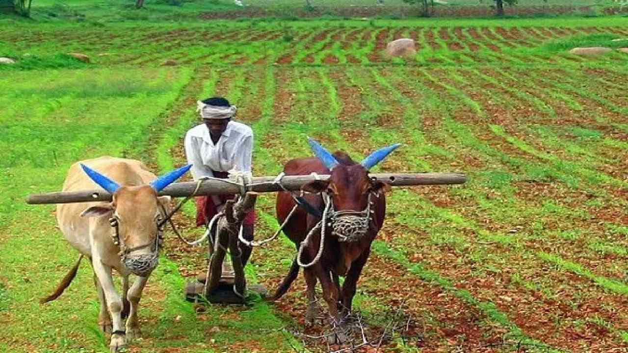 Farming Tips : प्रत्येक सीजनमध्ये या चार भाज्या लावा मजबूत कमाई करा, कमी खर्चापासून विक्रीपर्यंत सर्व गणित समजून घ्या Farming Tips : प्रत्येक सीजनमध्ये या चार भाज्या लावा मजबूत कमाई करा, कमी खर्चापासून विक्रीपर्यंत सर्व गणित समजून घ्या