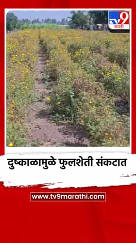 दुष्काळामुळे फुलशेती संकटात, शेतकरी चिंताग्रस्त, फुलाचे दर भडकण्याची शक्यता
