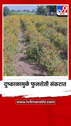 दुष्काळामुळे फुलशेती संकटात, शेतकरी चिंताग्रस्त, फुलाचे दर भडकण्याची शक्यता-1783337