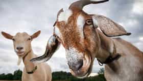 Goat Farming : शेतकरी होईल मालामाल, शेळीपालन केल्यास सरकार पुरवणार पैसे, तब्बल 60 टक्के अनुदान, वाचा...