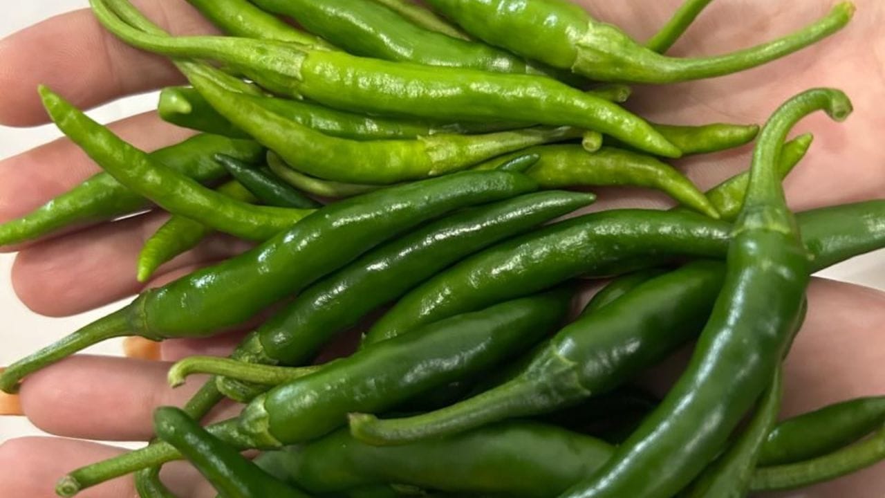 हिरव्या मिरच्या स्वच्छ धुवून घ्या : हिरव्या मिरच्या स्वच्छ धुऊन घ्या आणि त्यातील पाणी पूर्णपणे कोरडे होऊ द्या. मिरच्या ओल्या राहिल्यास लोणचे लवकर खराब होऊ शकते. त्यानंतर मिरच्यांचे मध्यम आकाराचे तुकडे करा.
