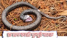 Snake Facts: हा साप एकदम खतरनाक, शिकारीसाठी करतो मृत्यूचे नाटक, जवळ जातना जरा जपूनच...