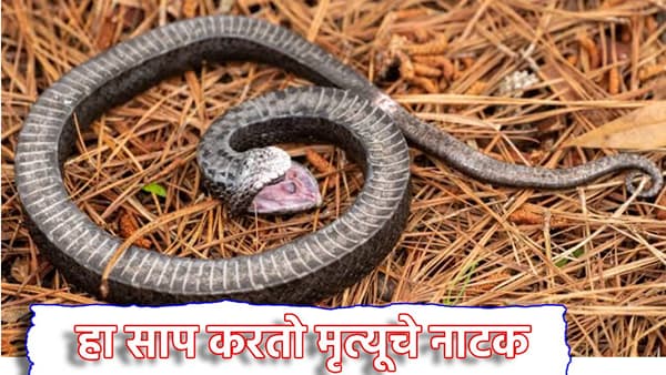 Snake Facts: हा साप एकदम खतरनाक, शिकारीसाठी करतो मृत्यूचे नाटक, जवळ जातना जरा जपूनच...