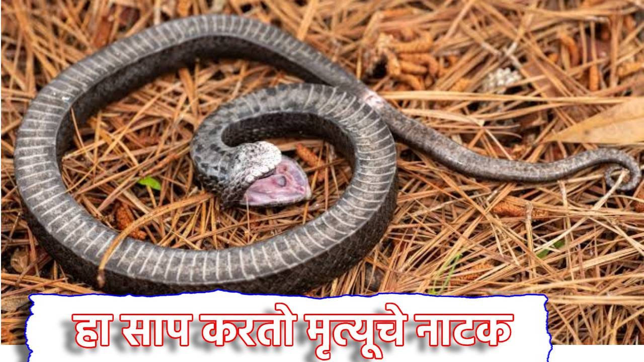 Snake Facts: हा साप एकदम खतरनाक, शिकारीसाठी करतो मृत्यूचे नाटक, जवळ जातना जरा जपूनच... Snake Facts: हा साप एकदम खतरनाक, शिकारीसाठी करतो मृत्यूचे नाटक, जवळ जातना जरा जपूनच...