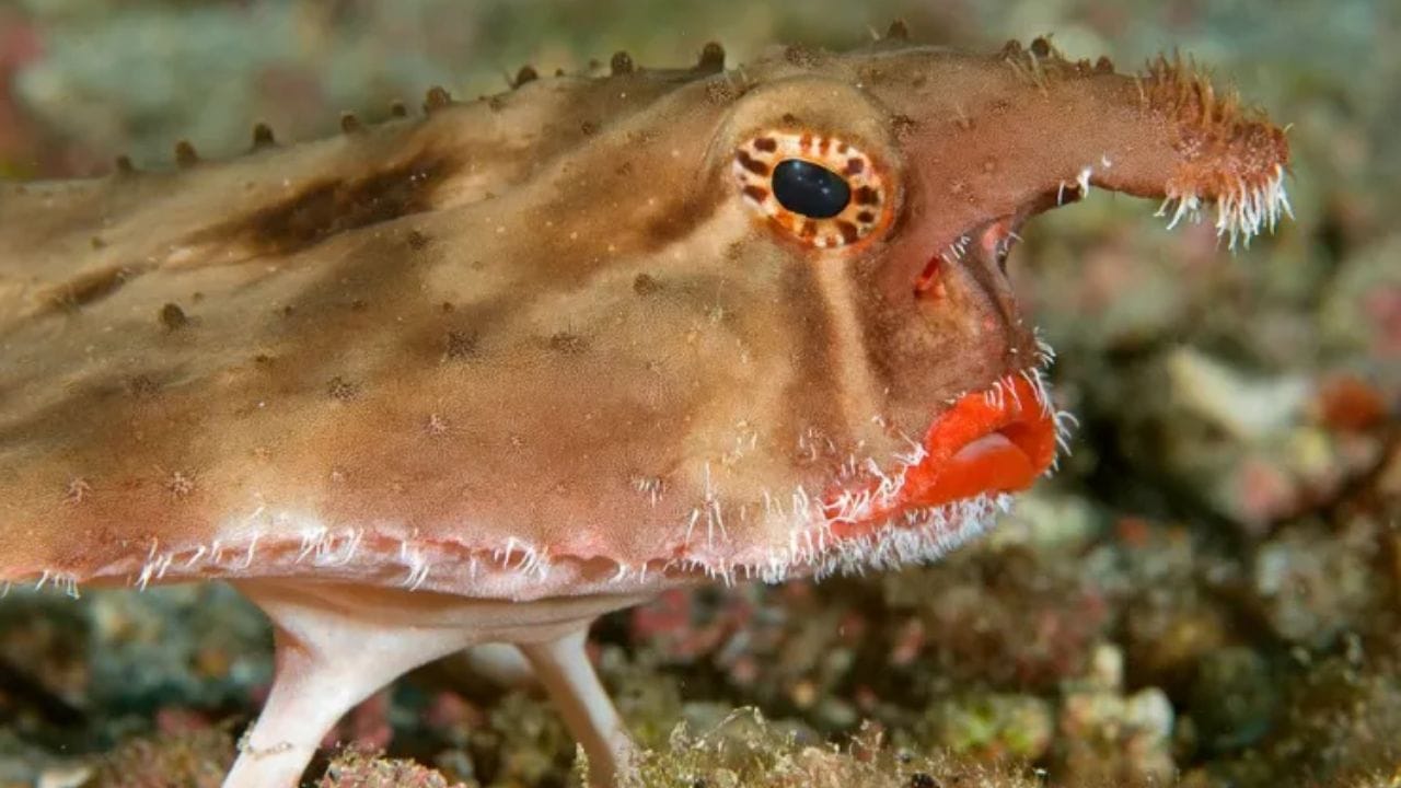 डोक्यावर असतो नैसर्गिक फिशिंग रॉड :Red- Lipped Batfish ही Anglerfish समूहाशी संबंधित आहे. त्याच्या डोक्यावर illucium नावाची एक रचना आहे. त्याचा उपयोग छोट्या समुद्री जीवांना आकर्षित करण्यासाठी केला जातो.त्यामुळे जास्त न पोहता ती शिकार करू शकते. हा मासा आकाराने साधारण 20 ते 25 मीटर इतकाच असतो.