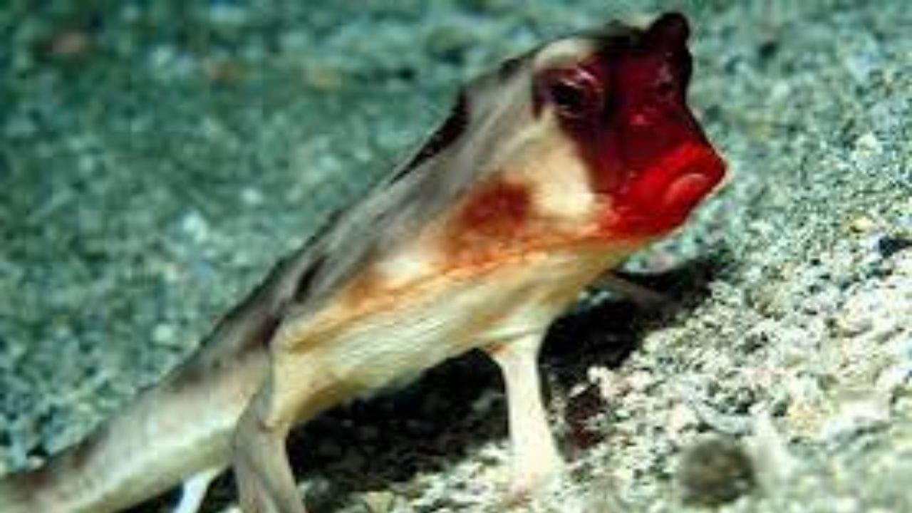 ओठांवरची लाल लिपस्टिक खास आकर्षण : Red- Lipped Batfish चं सर्वात मोठं वैशिष्ट्य म्हणजे तिचे चमकदार ओठ. हे ओठ इतके वेगळे दिसतात की माश्याने लिपस्टिक लावल्याचा भास होतो. हा वेगळा पण खास दिसणारा मासा सध्या सोशल मीडियावर मोठ्या प्रमाणात व्हायरल होती आहे.