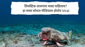 Red- Lipped Batfish : लिपस्टिक लावल्यासारखे लाल ओठ, खोल समुद्रात पायांवर चालतो, 99 टक्के लोकांना माहीत नाही हा रहस्यमयी मासा!