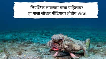 लिपस्टिक लावणारा मासा पाहिलाय? मासा सोशल मीडियावर होतोय Viral.