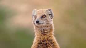 Mongoose : जिवंत विषारी साप खाल्ल्यानंतरही मुंगूस जिंवत राहतो; काय आहे वैज्ञानिक कारण?