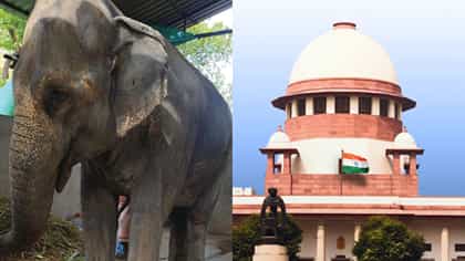 माधुरी हत्ताणीच्या पुनर्वसनासाठी पेटाची थेट सर्वाेच्च न्यायालयात धाव-1768673