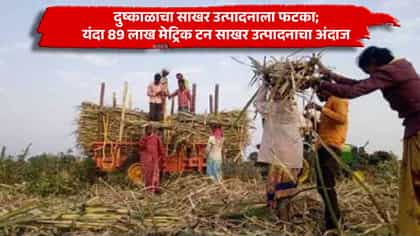 दुष्काळाचा साखर उत्पादनाला फटका; यंदा 89 लाख मेट्रिक टन साखर उत्पादनाच.