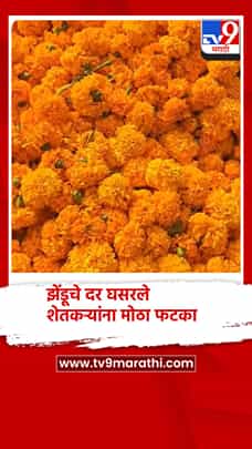 झेंडूचे दर घसरले शेतकऱ्यांसह व्यापाऱ्यांनाही मोठा फटका-1784904