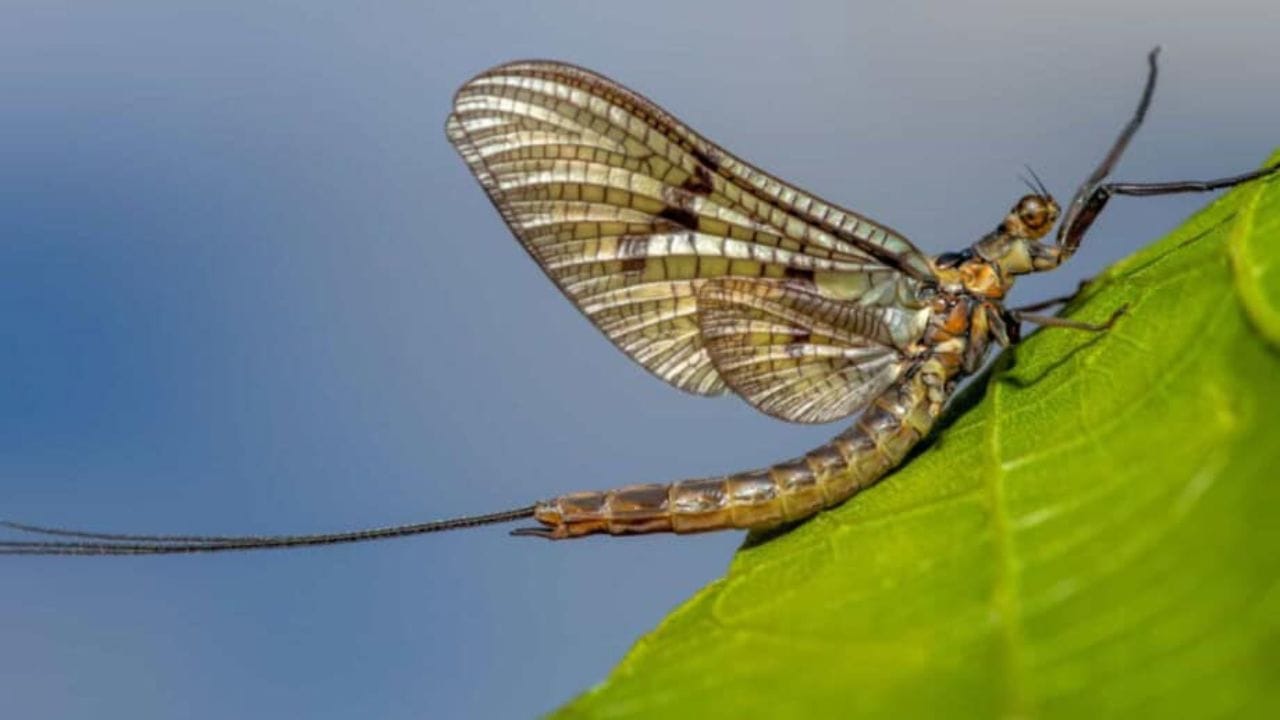 मेफ्लाय (Mayfly) - या किटकांचे आयुष्य खूपच छोटे असते. प्रोढ मेफ्लायची तोंड- पचनसंस्था विकसित नसल्याने ते अन्न खाऊच शकत नाहीत.त्याचे उद्दिष्ट नवीन पिढी तयार करणे असते. हवेच हजारो मेफ्लाय एकत्र येऊन मिलन करतात.मादी अंडी घालत आणि ऊर्जा संपल्याने नर आणि मादी दोघेही काही तासांत मरतात.