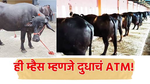 ही म्हैस म्हणजे दुधाचं ATM! दिवसभरात देते 15 लिटरपर्यंत दूध, खटाखट मोजा पैसा
