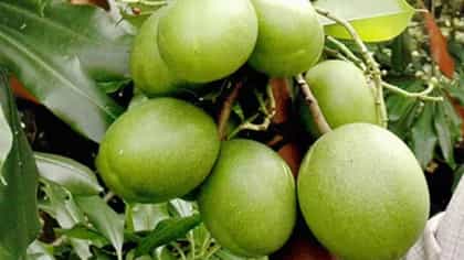 देशातील सर्वात विषारी झाड, फळ खाल्लं तर........