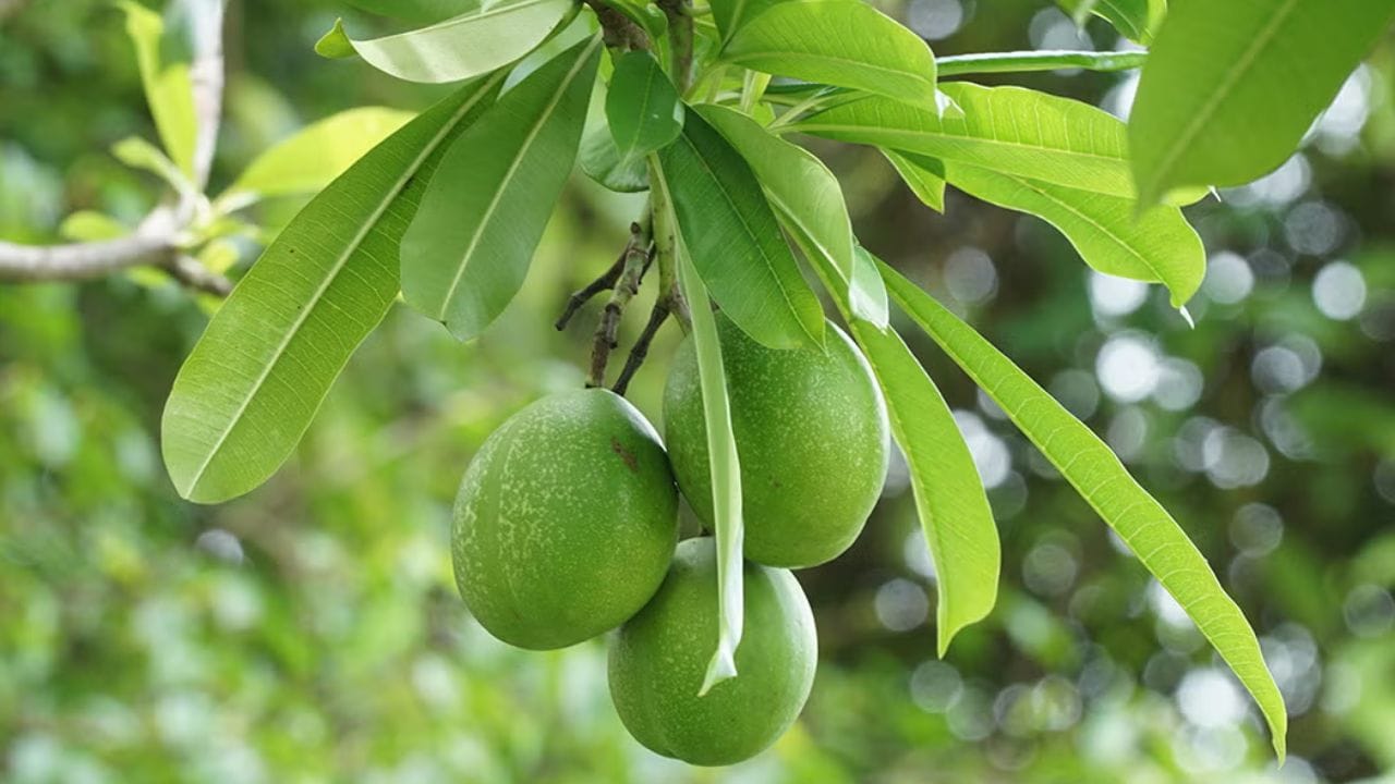 थोडक्यात सांगायचं तर झाडावरचं फळ दिसलं म्हणून चे आंबाच असेल अस नाही,निसर्गात सुंदर दिसणाऱ्या काही वनस्पतीही विषारी असू शकतात.त्यामुळे अनोळखी फळ खाण्याचा मोह टाळा आणि स्वत:ची काळजी घ्या