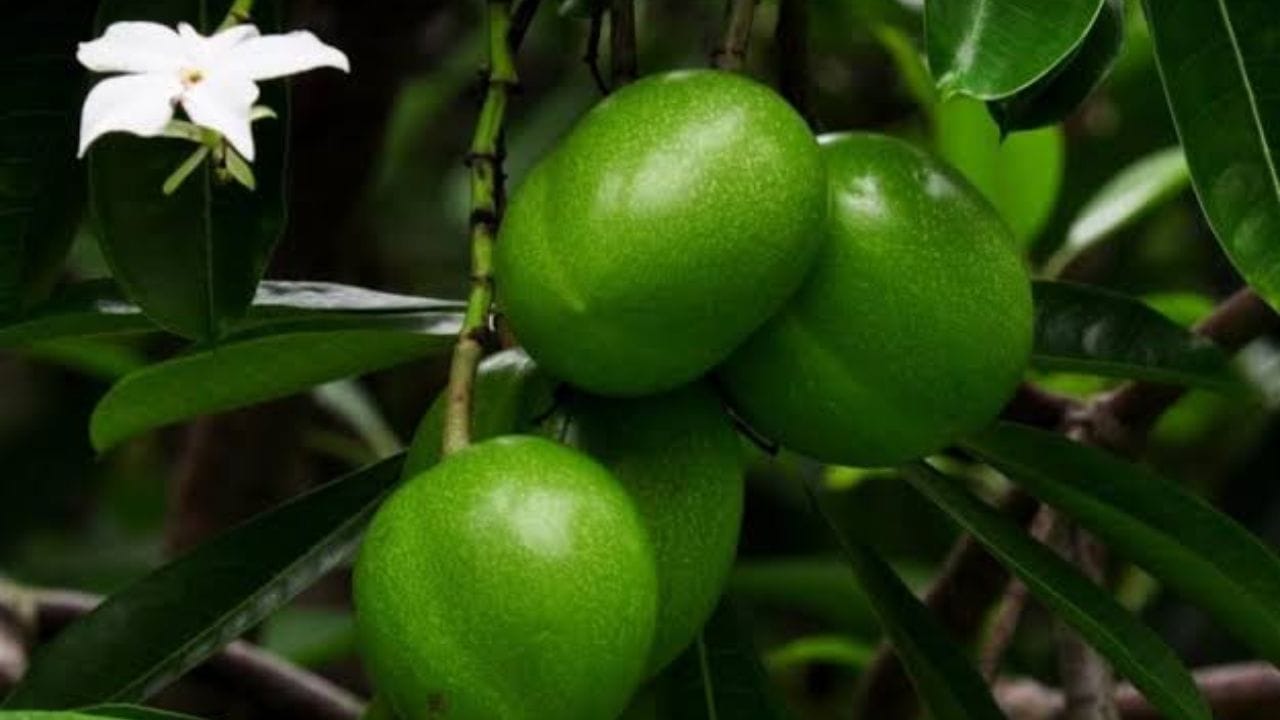 फळ खाल्यानंतर शरीरात काय होतं? या झाडातील  विषारी घटक शरीरात गेल्यानंतर हृदयाच्या ठोक्यांची लय बिघडवू शकते.गंभीर विषवाधा झाल्यास हृदयाच्या कार्यात धोकादायक बदल होऊ  शकतात.