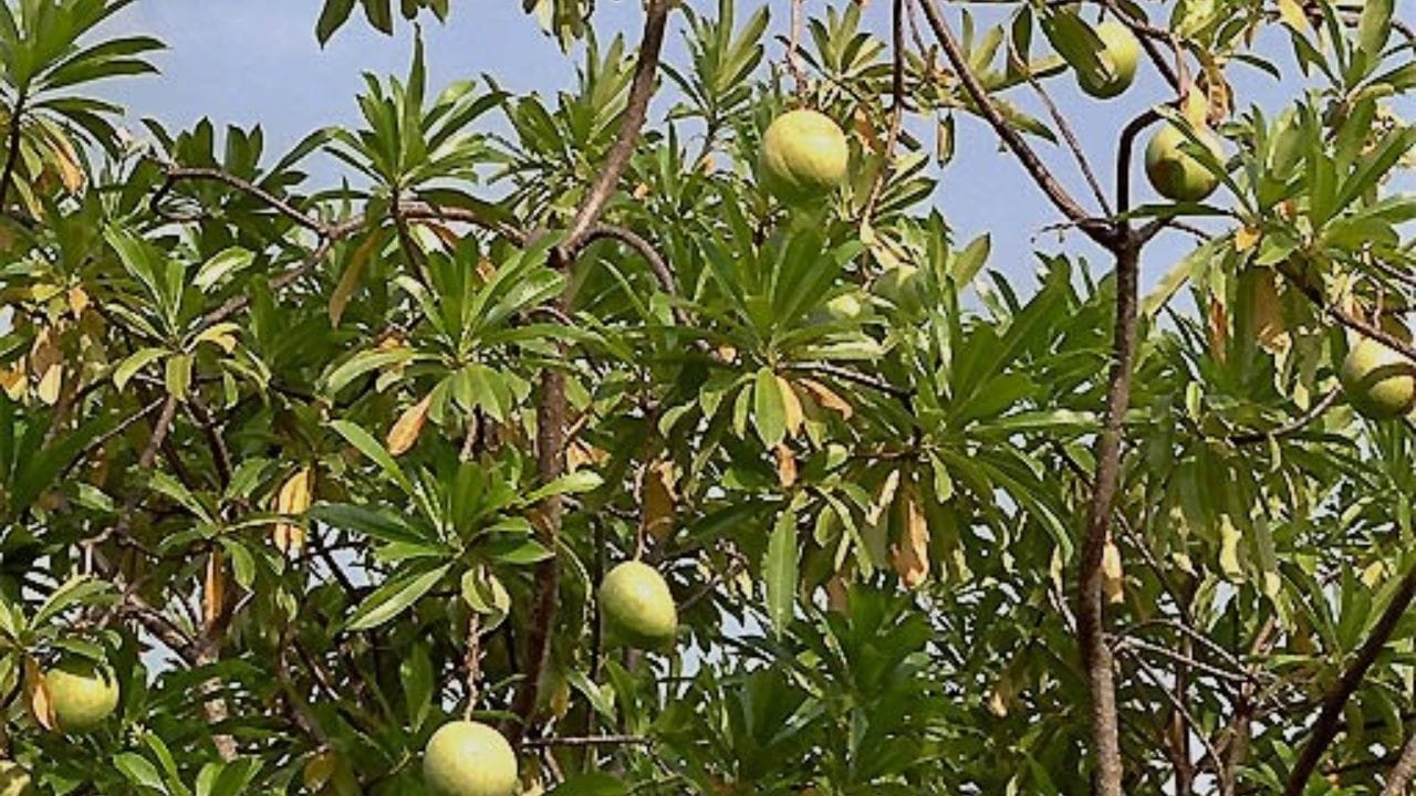 आता याच्या नावात  आंबा आहे म्हणून हे फळ आंब्यासारखंच असेल अस तुम्हाला वाटलं असेल पण तस नाही आहे. या झाडाच्या बियांमध्ये सर्बेरिन नावाचा विषारी घटक असतो. हा घटक हृदयाच्या ठोक्यांवर आणि त्याच्या कार्यावर गंभीर परिणाम करू शकतो. त्यामुळे या झाडाचं फळ खाणं अत्यंत धोकादायक आहे.