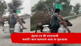 Viral Video : इंद्राचा रथ की यमराजाची सवारी? बाईकवर म्हैस, मागे दुधाच्या किटल्या अन् त्यावर माणूस!  VIDEO पाहून डोक्याला हात लावाल