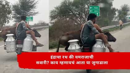 इंद्राचा रथ की यमराजाची सवारी? बाईकवर म्हैस दुधांच्या किटल्यांवर माणूस