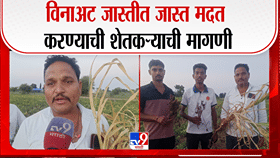 पावसाअभावी सोयाबीनचे पीक उद्ध्वस्त; सिन्नरच्या शेतकऱ्यांसमोर मोठे संकट