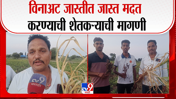 पावसाअभावी सोयाबीनचे पीक उद्ध्वस्त; सिन्नरच्या शेतकऱ्यांसमोर मोठे संकट