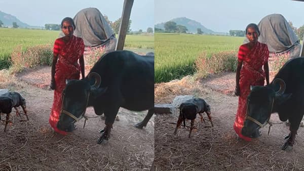 माणसे असो किंवा प्राणी आपल्या आईचे आपल्यावर सारखेच प्रेम असते, प्रत्येक आई आपल्या बाळावर जीवापाड प्रेम करत असते. कधीतरी असं घडतं कि आईविना बाळ दुरावला जातो तेव्हा माणूस असो किंवा पशु ते बाळाच्या जाण्याचा शोक करतच असतात. पेरिकापल्ली गावच्या त्या म्हशींसोबत नेमकं काय घडलं? जाणून घ्यायचं असेल तर पुढील माहिती नक्की वाचा.