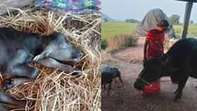 बाळाच्या विरहात म्हशीने सोडलं खाणं-पिणं! शेतकऱ्याने केला अनोखा उपाय; पाहून तुम्हीही भावुक व्हाल
