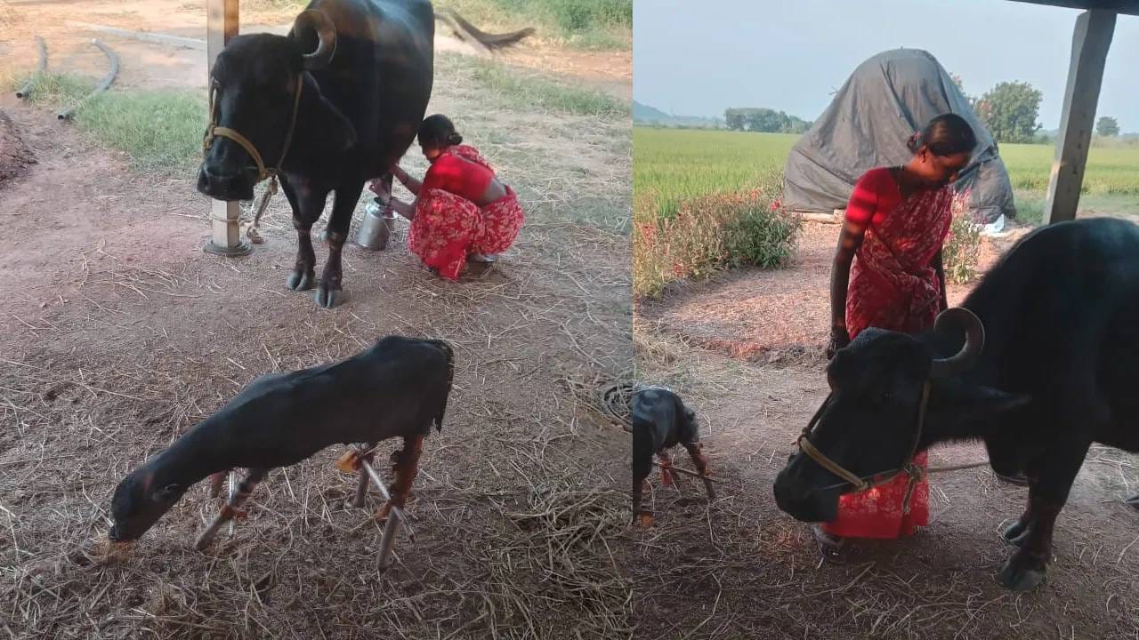 अशी कल्पना वापरून एक छोटी बाहुली बनवल्यामुळे, म्हैस आता चार खाऊन दूधही देते. शेतकरी म्हणतात की, जर असे केले नसते, तर मोठ्या म्हशीचा जीव धोक्यात आला असता. मात्र आता त्या बाहुलीला आपले बाळ मानून, ती मोठी म्हैस आता आनंदी आहे.