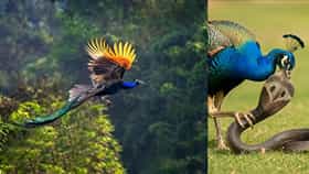 मोर विषारी साप खातो, तरी त्याला काहीच होत नाही? यामागचं खरं कारण जाणून तुम्हीही व्हाल थक्क!