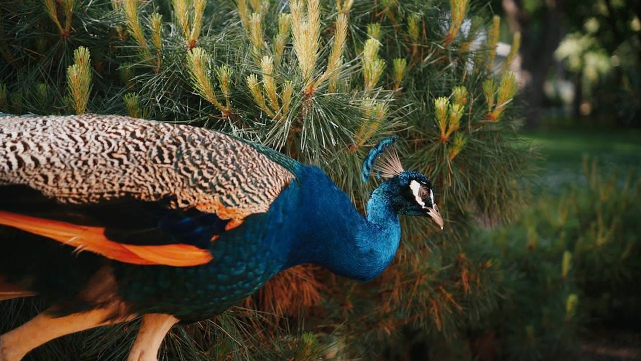 मोर विषारी साप खातो, तरी त्याला काहीच होत नाही? यामागचं खरं कारण जाणून तुम्हीही व्हाल थक्क!