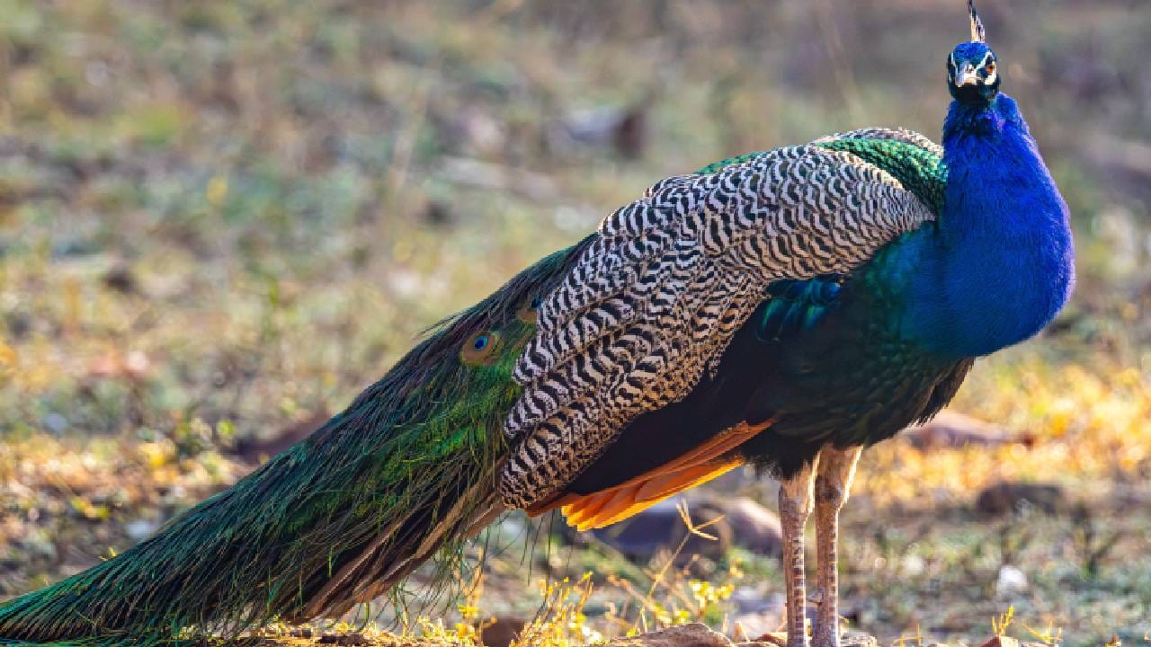 मोर विषारी साप खातो, तरी त्याला काहीच होत नाही? यामागचं खरं कारण जाणून तुम्हीही व्हाल थक्क!