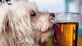 Dog Beer : डॉग बिअर म्हणजे काय? त्यात अल्कोहोल नाही पण.... काय असतं खास?
