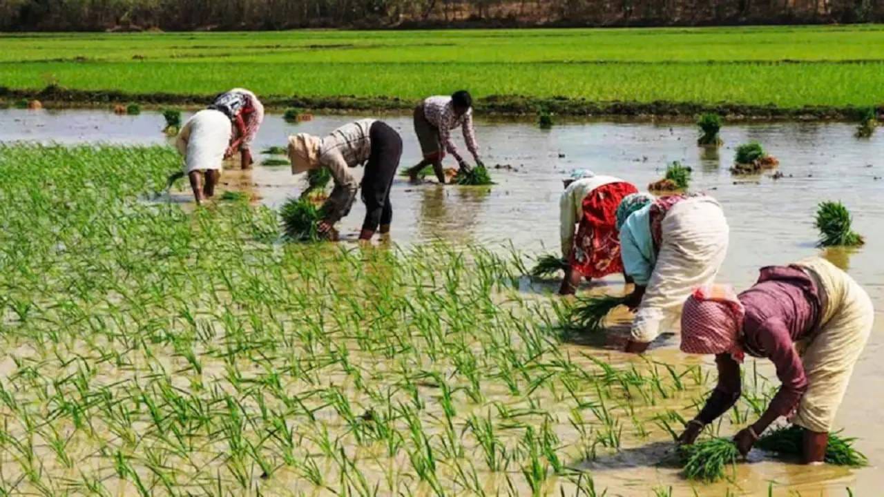 मात्र, शेतकऱ्यांनी केवायसी (KYC) पूर्ण करणे आवश्यक आहे. जमिनीच्या माहितीचे रोपण (लँड डेटा सीडिंग) करणे आवश्यक आहे. आधार-बँक खाते जोडणी करणे आवश्यक आहे. एनपीसीआय (NPCI) मॅपिंग पूर्ण करणे आवश्यक आहे. हे सर्व पूर्ण झाल्यावरच पीएम किसान कॅश थेट खात्यात जमा केली जाईल. ही कामे प्रलंबित राहिल्यास, निधी थांबवला जाईल.