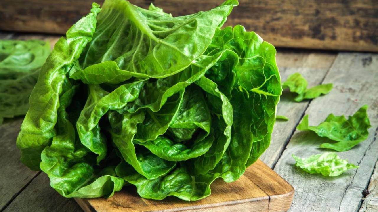 लेट्यूस : लेट्यूस ही पालेभाजी असून तिचा वापर प्रामुख्याने सॅलड आणि सँडविच तयार करण्यासाठी केला जातो. घरच्या घरी ताजी हिरवी पानं मिळवायची असतील, तर हायड्रोपोनिक पद्धतीने लेट्यूसची लागवड करता येते. योग्य देखभाल आणि अनुकूल परिस्थिती मिळाल्यास या रोपाची पानं काही आठवड्यांत काढण्यायोग्य होऊ शकतात. लेट्यूसला अतिउष्ण हवामान सहसा मानवत नाही. त्यामुळे त्याला योग्य तापमान असलेल्या ठिकाणी ठेवणं आणि पुरेसा प्रकाश मिळेल याची काळजी घेणं आवश्यक आहे. घरी ताजं सॅलड खाणाऱ्यांसाठी हा एक चांगला पर्याय ठरू शकतो.