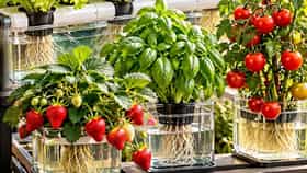Gardening Tips : मातीशिवायही घरात उगवता येतील भाज्या आणि फळं; जाणून घ्या सोपी पद्धत