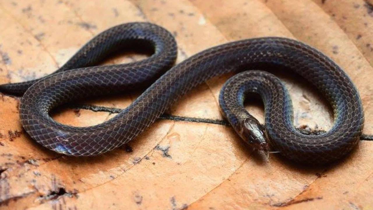ड्वार्फ रीड स्नेक हा पूर्णपणे बिनविषारी साप आहे. त्यामुळे माणसांना कोणतीही इजा होत नाही. तथापि, जर या सापाला धोका जाणवला, तर तो सरपटण्याऐवजी आपल्या शरीराला चाकाप्रमाणे वळवून घरंगळत दूर जातो. मात्र, असे घरंगळत असतानाही तो आपले डोके सरळ ठेवतो आणि खाली वाकत नाही.