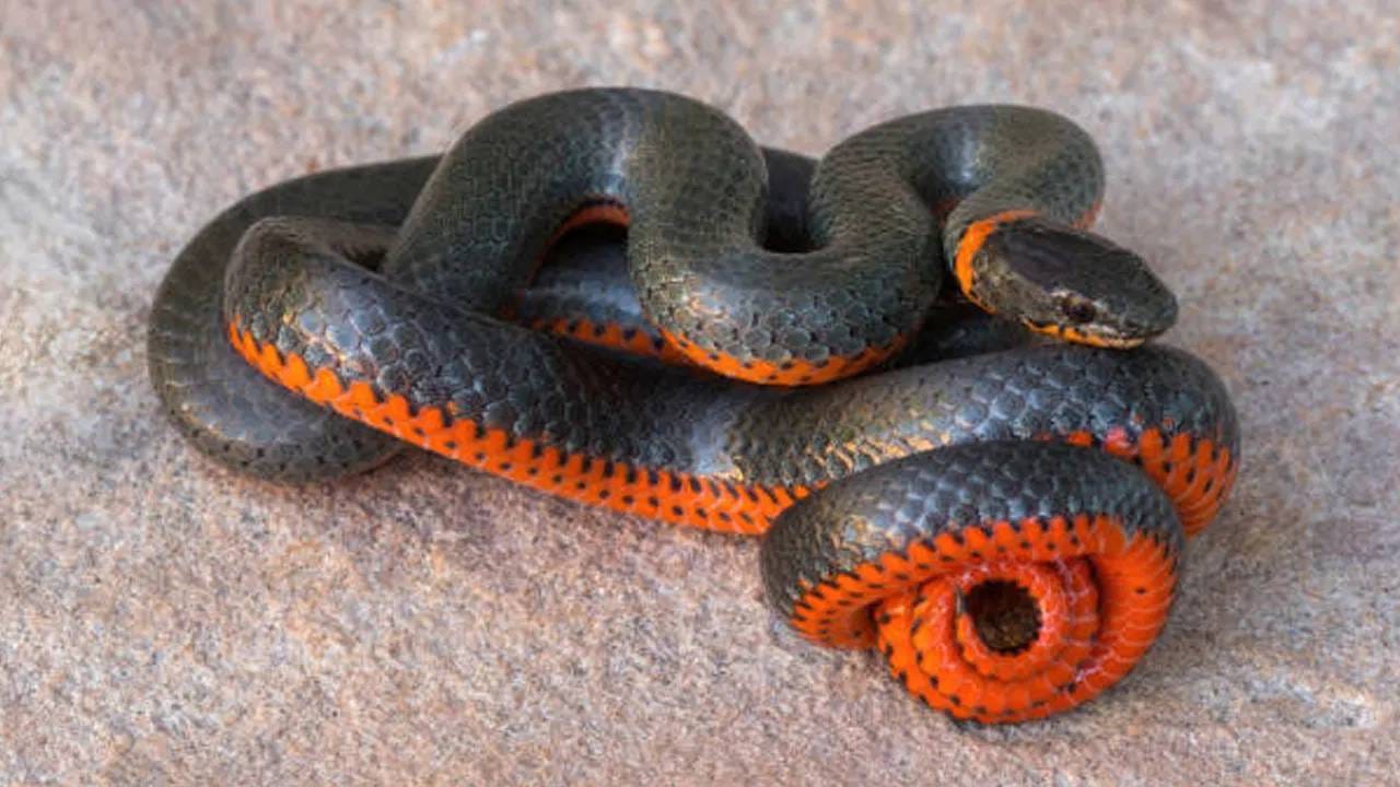 Snake : सरपटत नाही, चक्क चाकासारखा गोल फिरतो हा साप; जगातील या दुर्मिळ सापाची खासियत जाणून व्हाल थक्क