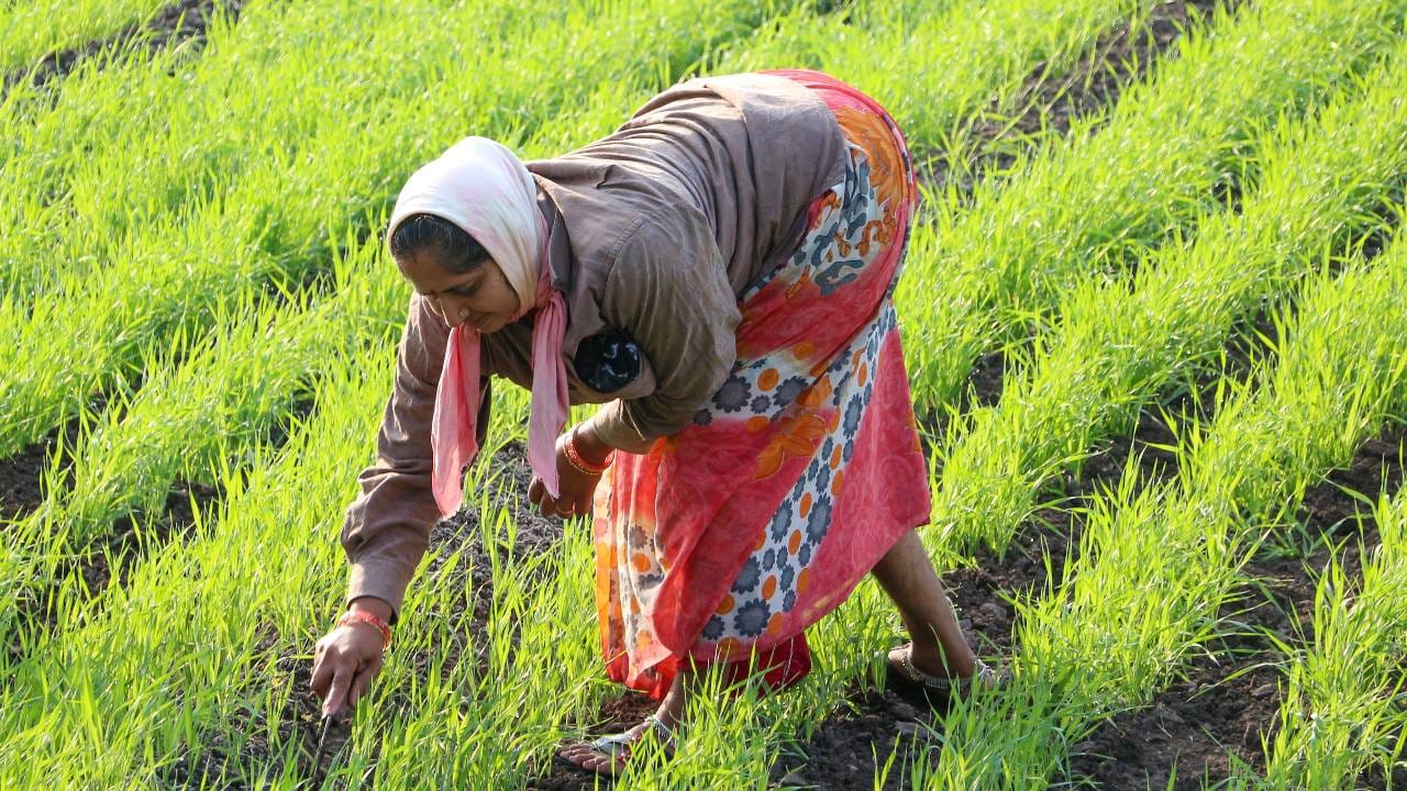मात्र, असे दिसते की केंद्राने पीएम किसान लाभार्थ्यांच्या यादीतून १० लाख अपात्र लोकांची नावे वगळली आहेत. २३ व्या हप्त्यात ९.४४ कोटी लाभार्थ्यांना पैसे देण्यात आले होते. परंतु २४ व्या हप्त्यात ९.३४ कोटी लाभार्थ्यांना १८,६८० कोटी रुपये दिले जातील, अशी अधिकृत घोषणा केंद्राने केली आहे. मागील हप्त्याच्या तुलनेत लाभार्थ्यांची संख्या १० लाखांपर्यंत कमी झाली आहे. यावरून असे दिसते की, विविध कारणांमुळे अपात्र ठरल्याने त्यांना वगळण्यात आले आहे.