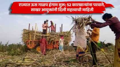 राज्यात ऊस गाळप हंगाम सुरू; 52 कारखान्यांना परवाने, साखर आयुक्तांनी दि.