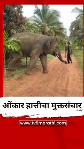 ओंकार हात्तीचा मुक्तसंचार, थेट पोहचला रिसॉर्टमध्ये