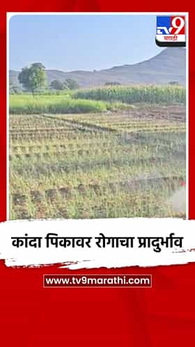 कांदा पिकावर रोगाचा प्रादुर्भाव