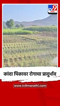 कांदा पिकावर रोगाचा प्रादुर्भाव-1789444
