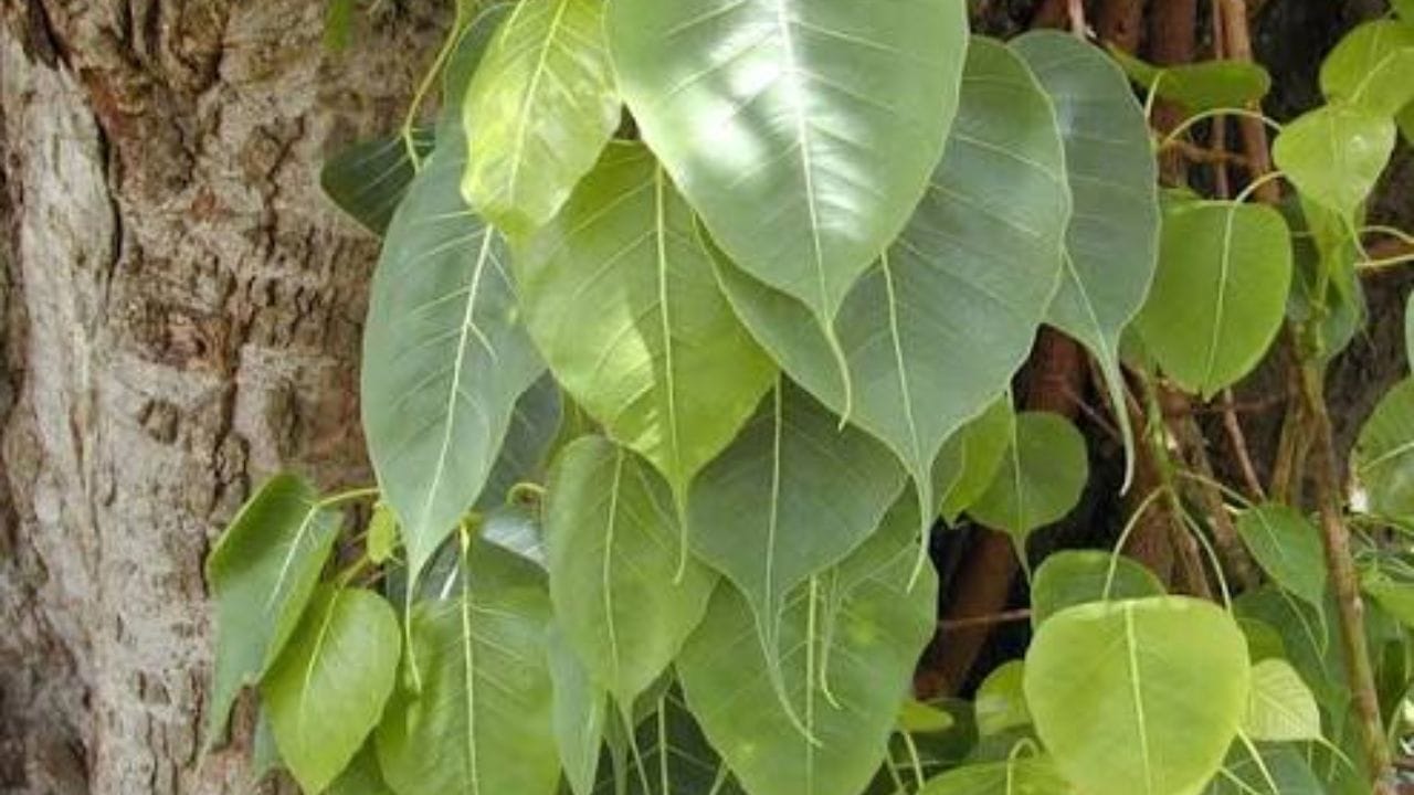  वरच्या लेखातील माहिती ही प्राथमिक स्वरुपाची आहे. आम्ही या माहितीची पुष्टी करत नाही किंवा समर्थनही देत नाही. या लेखाच्या माध्यमातून अंधश्रद्धा पसरवण्याचा आमचा उद्देश नाही. वरच्या लेखात दिलेल्या माहितीवरून कोणताही निर्णय घेण्याआधी त्या-त्या क्षेत्रातील तज्ज्ञांचा सल्ला आवश्य घ्या.  